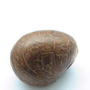 Le Grenier du Marais-noix-tagua-brute-Châtelaillon-Plage