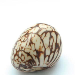 Le Grenier du Marais-noix-tagua-marbree-Châtelaillon-Plage